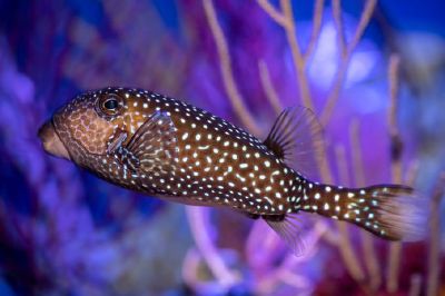 Fish TV to combat home-office cabin fever