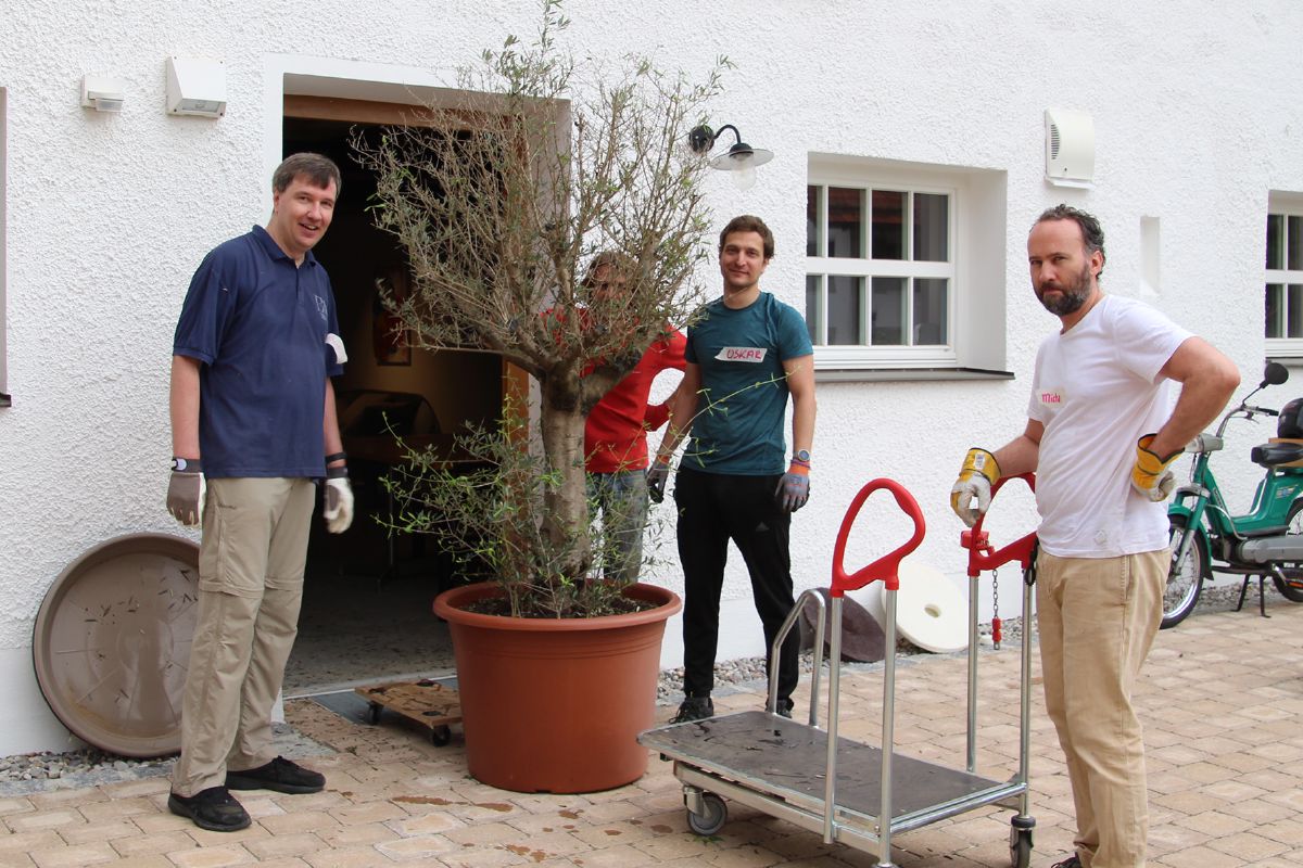 Pflanzen eines Olivenbaums